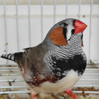 Diamantino maggiorato