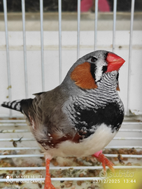 Diamantino maggiorato