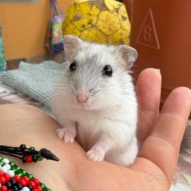 Criceto