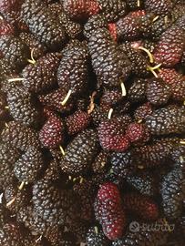 GELSI COME IN FOTO PRODUZIONE PROPRIA