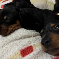 Cuccioli di bassotto