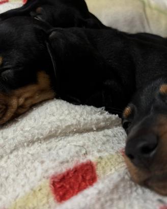 Cuccioli di bassotto