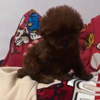 Barboncini tea cup minitoy e toy