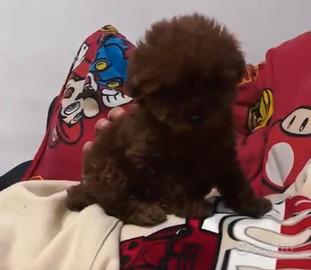 Barboncini tea cup minitoy e toy