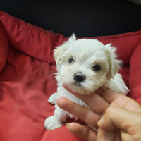 Cuccioli maltese con pedigree ENCI