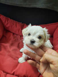 Cuccioli maltese con pedigree ENCI