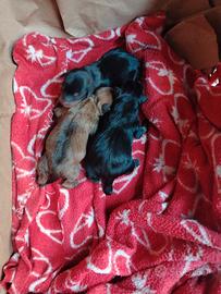 Cuccioli pinscher toy