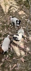 Cucciolo jack Russell