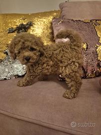 Barboncino albicocca