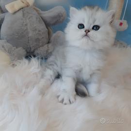 Persiani Chinchilla Silver light