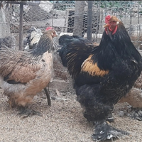 Coppia di brahma Caille e Isabella