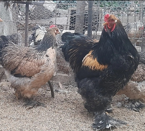 Coppia di brahma Caille e Isabella