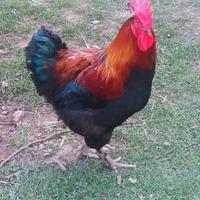 Marans e araucana purissimi
