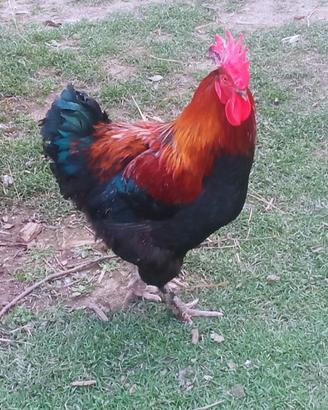 Marans e araucana purissimi