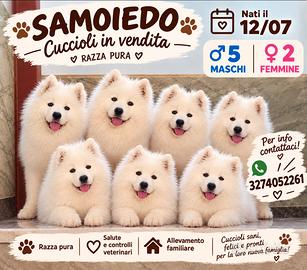 Cuccioli di Samoiedo