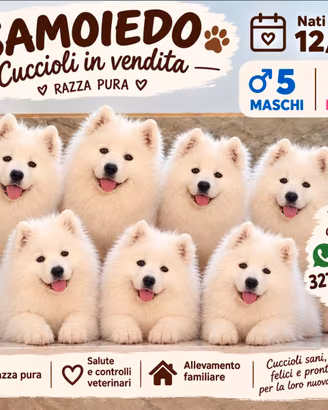 Cuccioli di Samoiedo