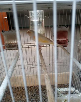 Uccelli canarini
