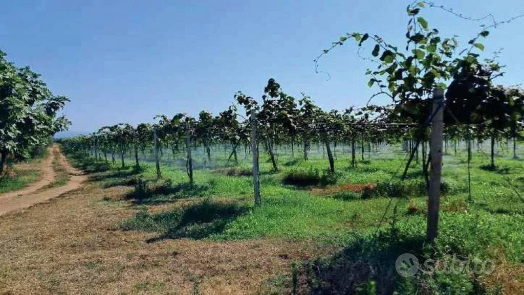 Immobile in asta di 277110 m² a Gioia Tauro - Vista 4