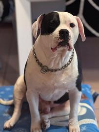 Fidanzata per Achille