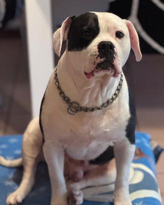 Fidanzata per Achille