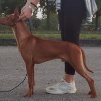 Cirneco MASCHIO DA EXPO in Affido