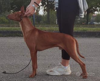Cirneco MASCHIO DA EXPO in Affido