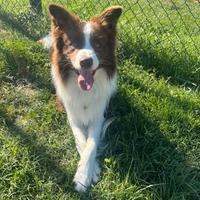 Border collie Red & White disponibile per monte