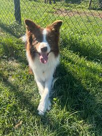 Border collie Red & White disponibile per monte