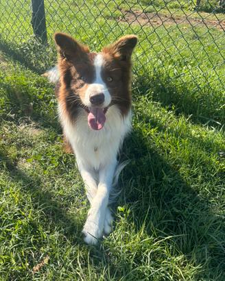 Border collie Red & White disponibile per monte