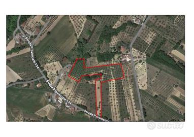 Terreno zona panoramica oliveto Paduli (BN)