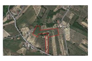 Terreno zona panoramica oliveto Paduli (BN)