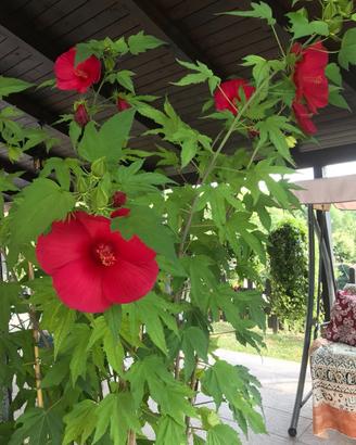 Piante hibisco semi