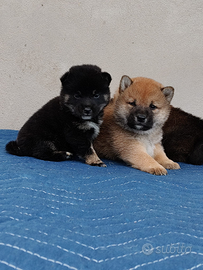 Shiba Inu con Pedigree Enci