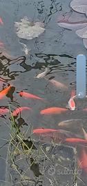 Pesci rossi x laghetto o acquario