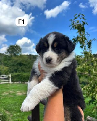 Cucciola di Pastore Australiano F1