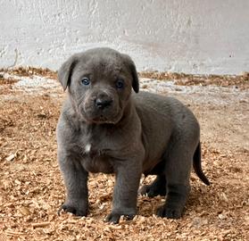 Cuccioli grigi cane corso