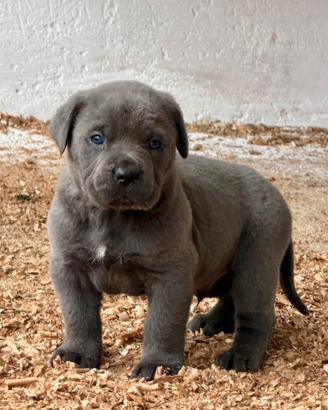Cuccioli grigi cane corso