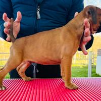 Cuccioli Di Boxer