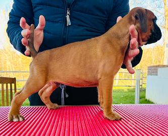 Cuccioli Di Boxer