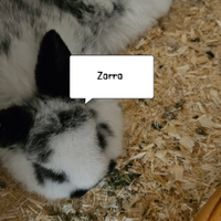 Coniglietti appena nati