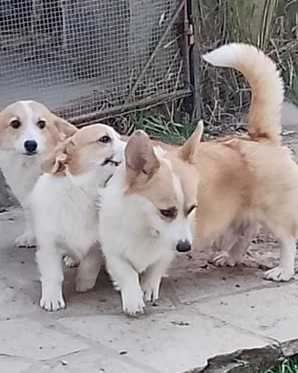 Welsh Corgi Pembroke cuccioli