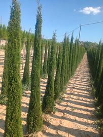 cipresso toscano