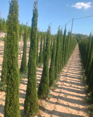 cipresso toscano