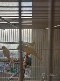 Canarini maschi femmine gialli e bianchi 2025