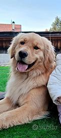 Golden retriver americano disponibile per monta