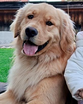 Golden retriver americano disponibile per monta