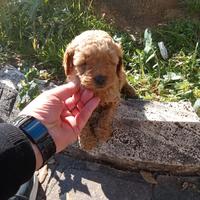 Barboncino maltipo toy femmina