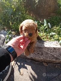 Barboncino maltipo toy femmina