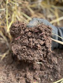 compostiera domestica lombrichi rossi californiani