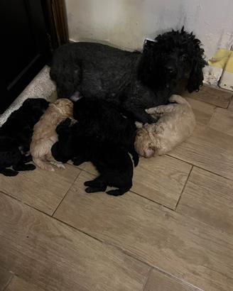 Cuccioli di barboncino Toy nano